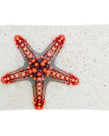 starfish on sand pillow case