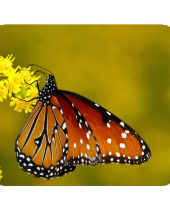 monarch butterfly mousepad