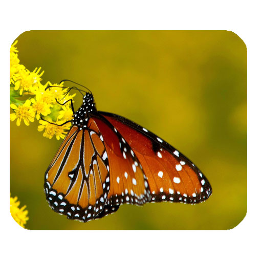 monarch butterfly mousepad