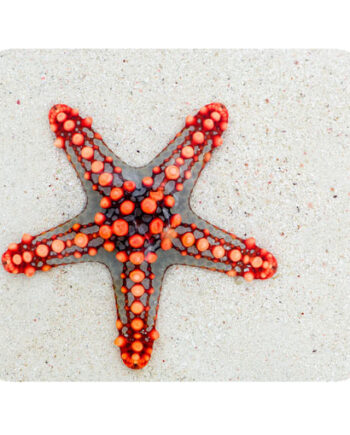 starfish on sand mousepad